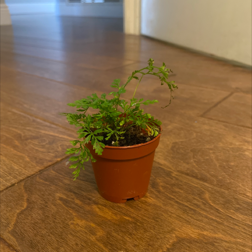 Small potted Leatherleaf Fern on a wooden floor with some browning fronds.
