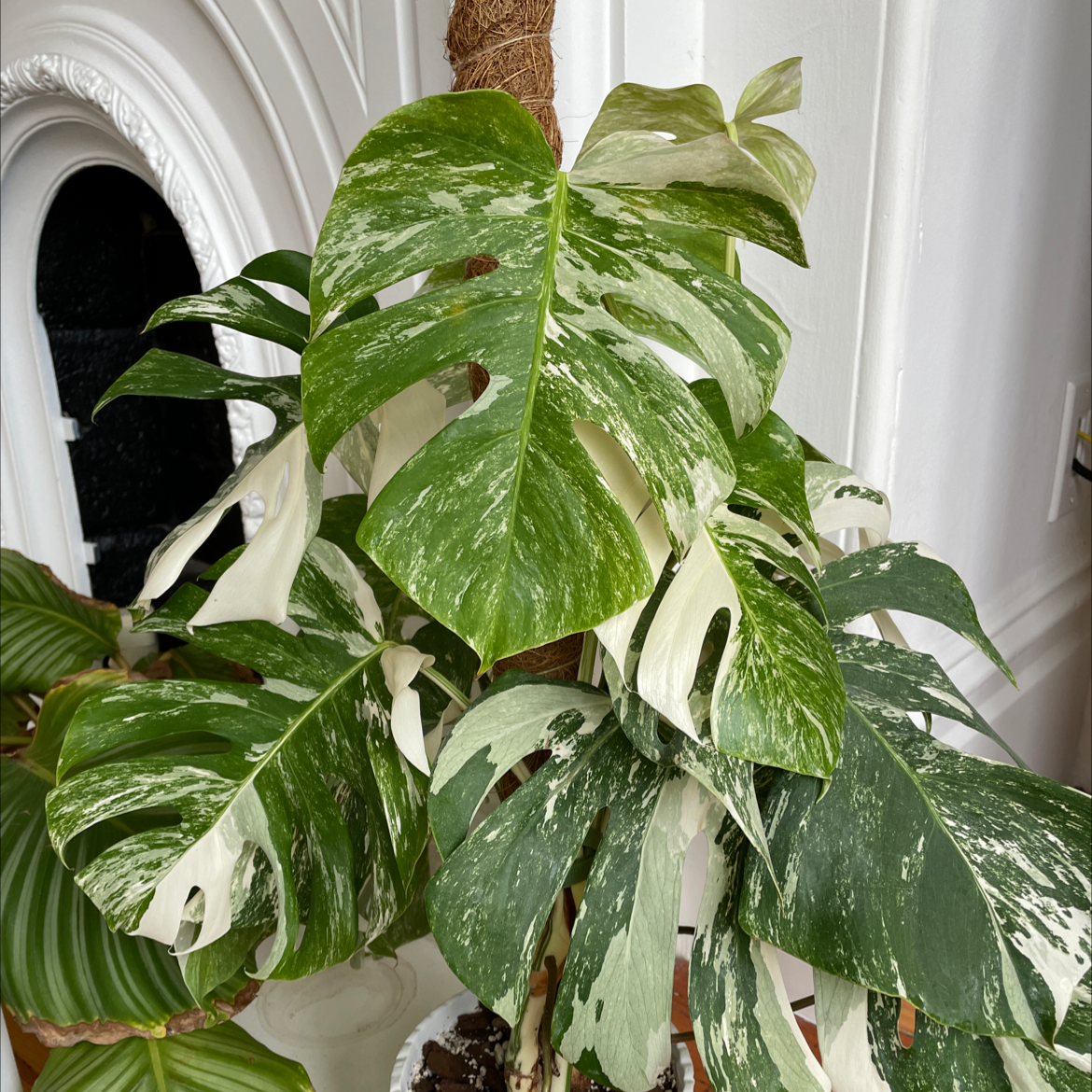 Monstera 'Albo' plant with variegated leaves, healthy appearance, and visible soil.