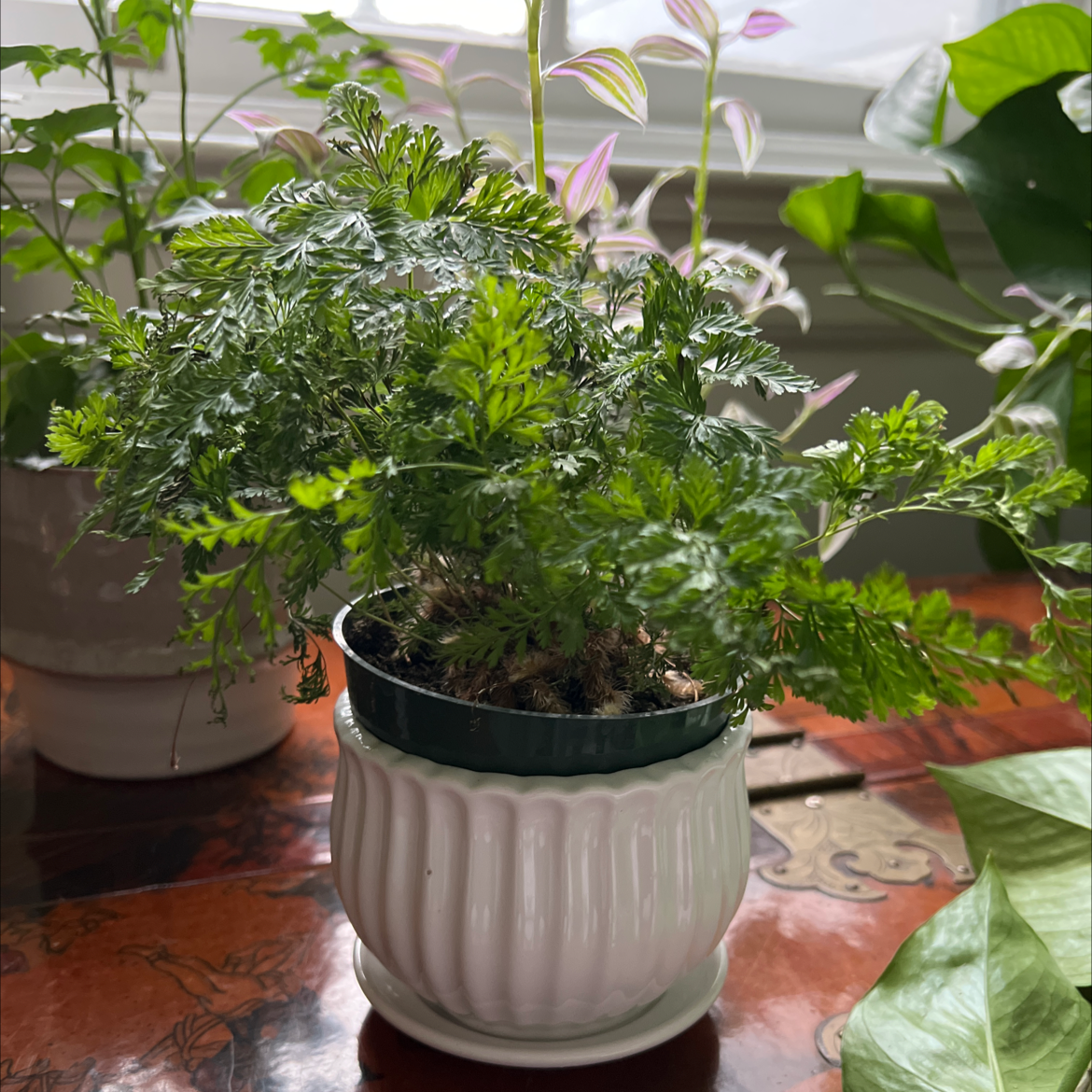 A healthy Ming Aralia plant in a white pot with lush green foliage, well-framed and in focus.