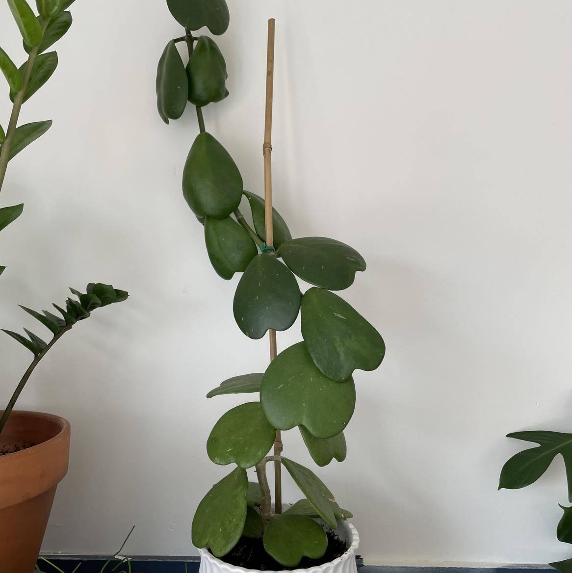 Photo of the plant species Sweetheart Hoya by 👻 named Hoya Kerii on Greg, the plant care app