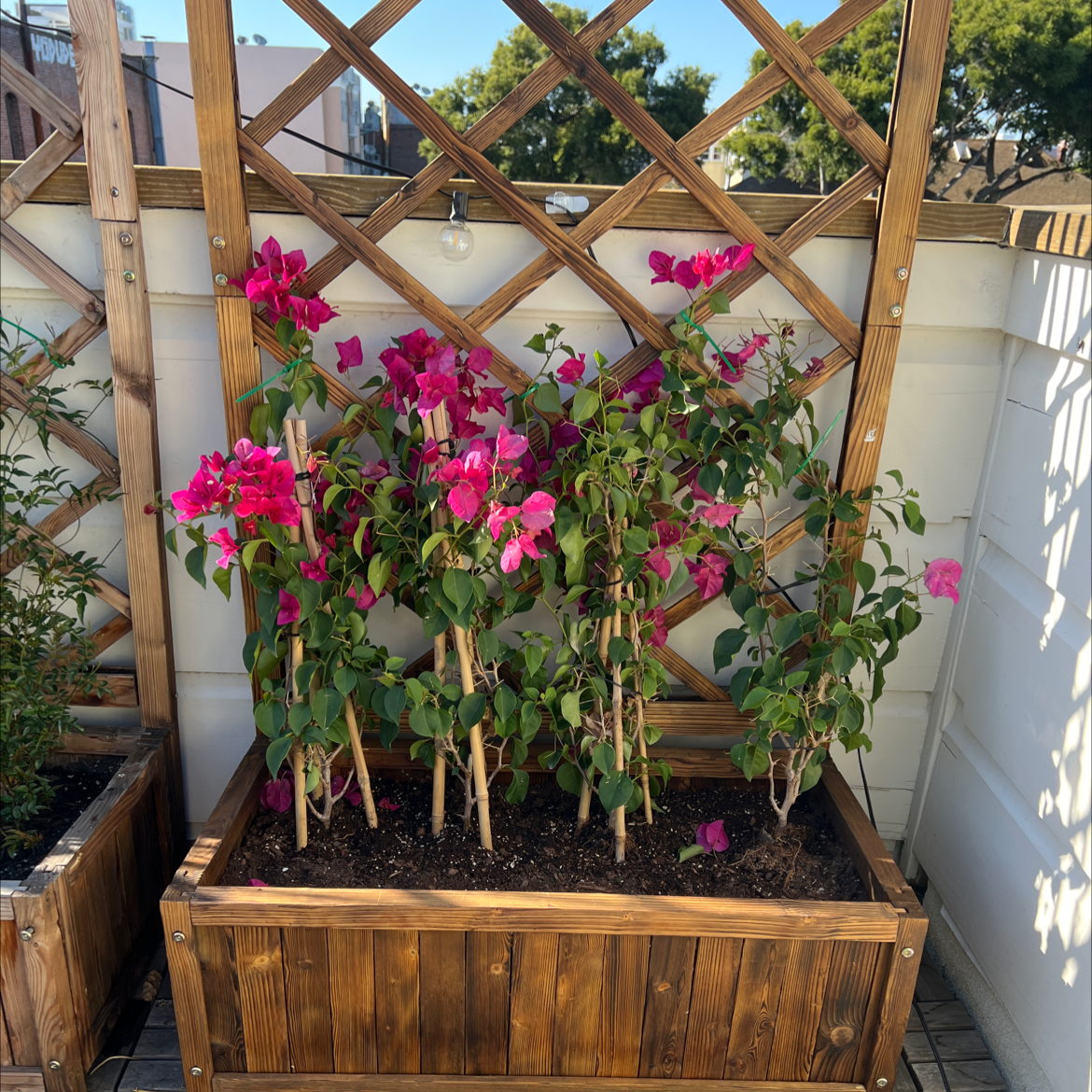 Lesser Bougainvillea plant with vibrant pink flowers in a wooden planter box with a trellis.