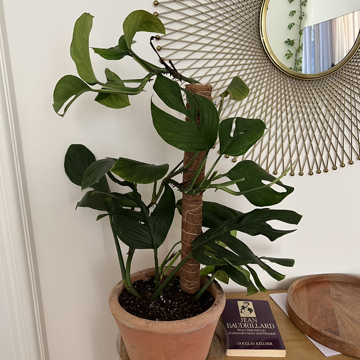 Monstera pinnatipartita plant in a pot with vibrant green leaves, well-framed and in focus.