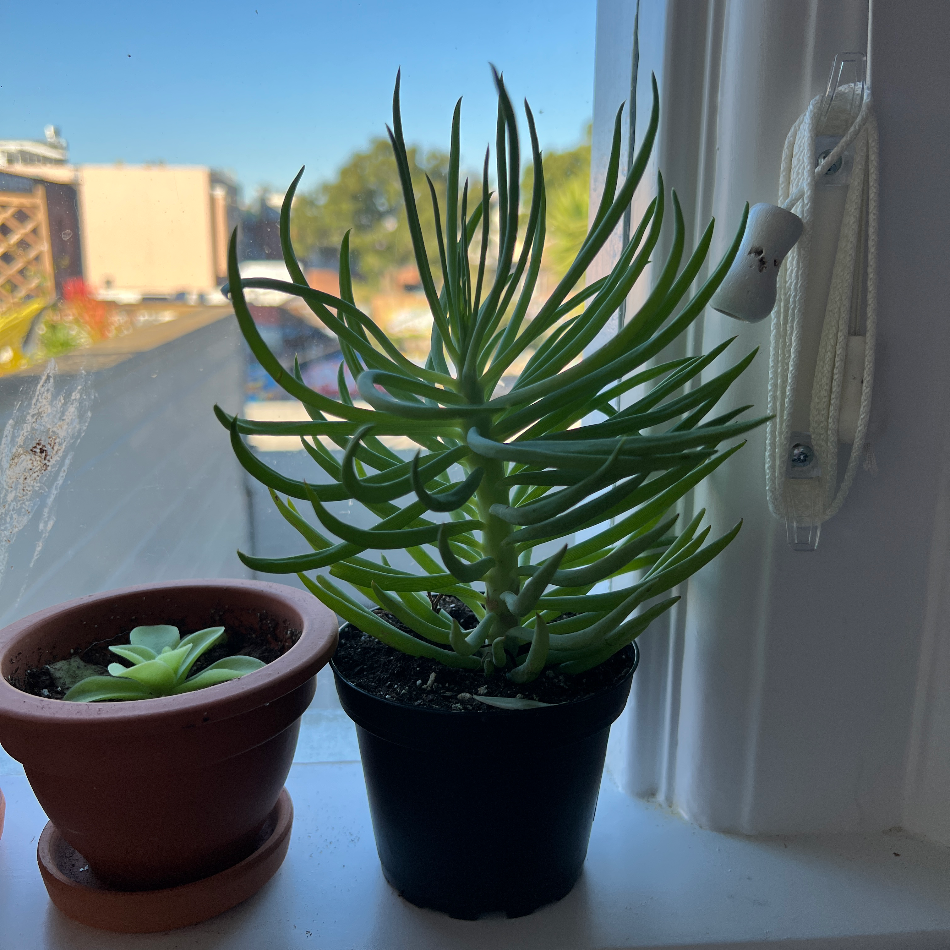 Narrow-Leaf Chalk Sticks plant in a black pot on a windowsill, with another small plant in a terracotta pot.