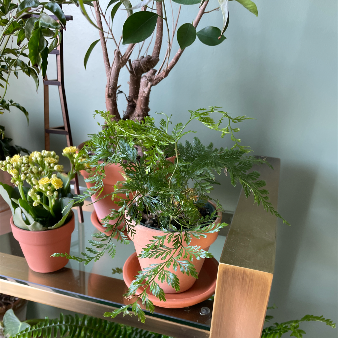 Ming Aralia plant in a pot on a shelf with other plants in the background.