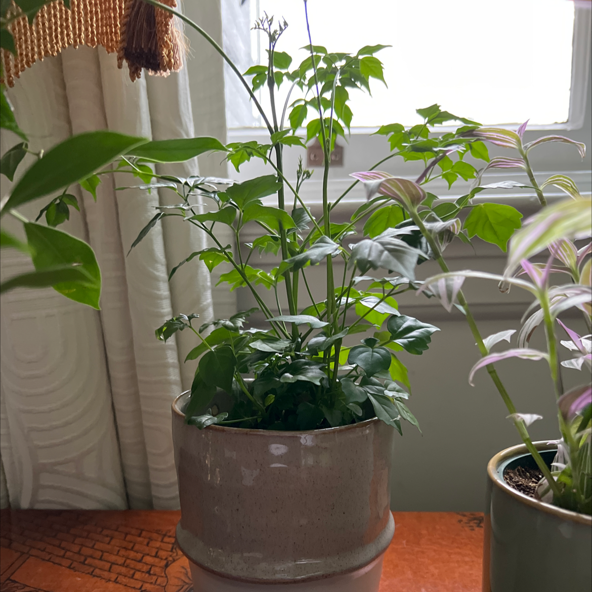 Healthy China Doll plant with lush green leaves growing in ceramic pot near window.