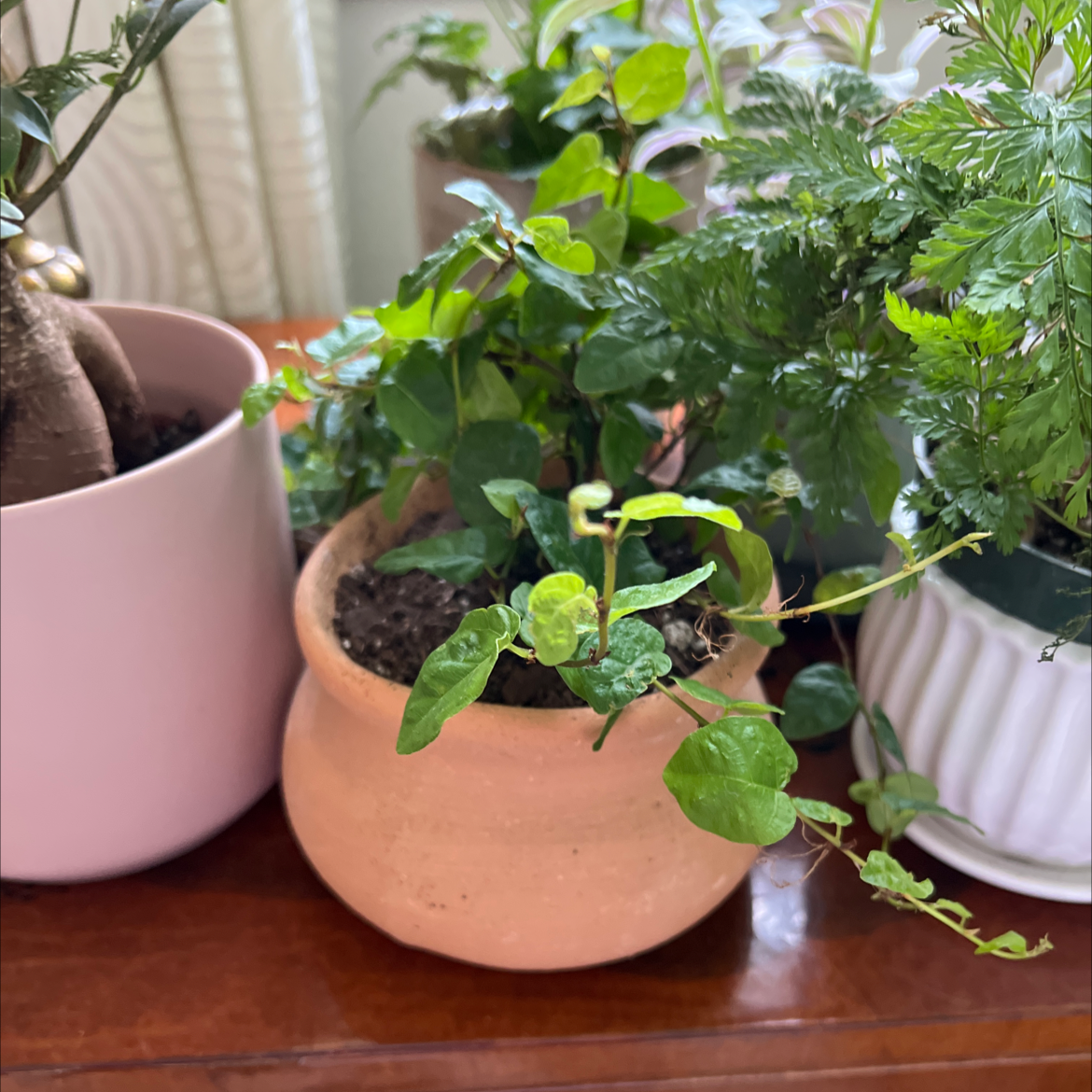 A healthy potted creeping fig plant with small green leaves growing in a terracotta pot, well-framed on a wooden surface.
