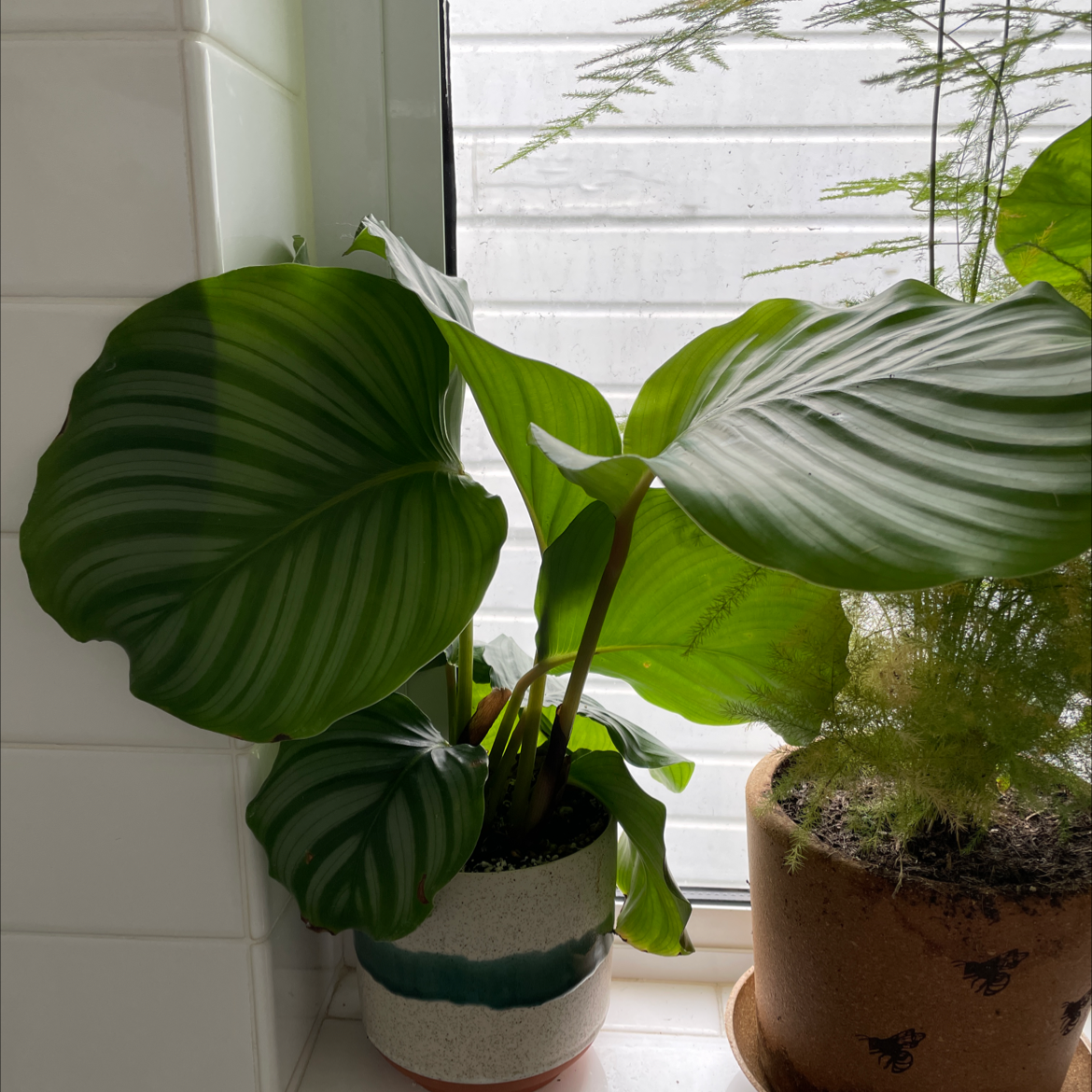Calathea Orbifolia plant near a window with large, striped leaves.