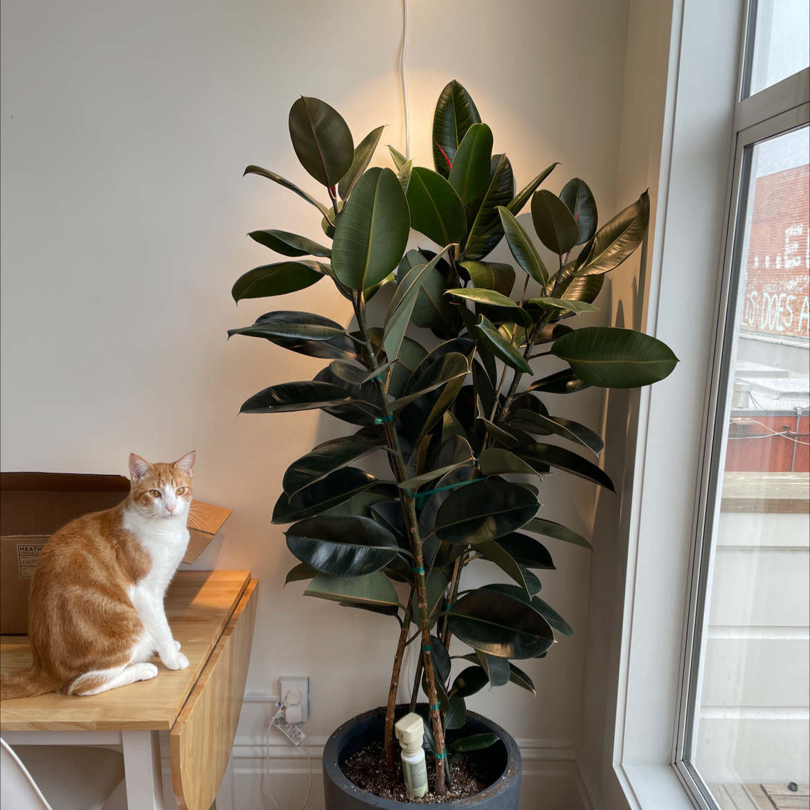 Photo of the plant species Rubber Plant by 👻 named Ficus Elastica on Greg, the plant care app