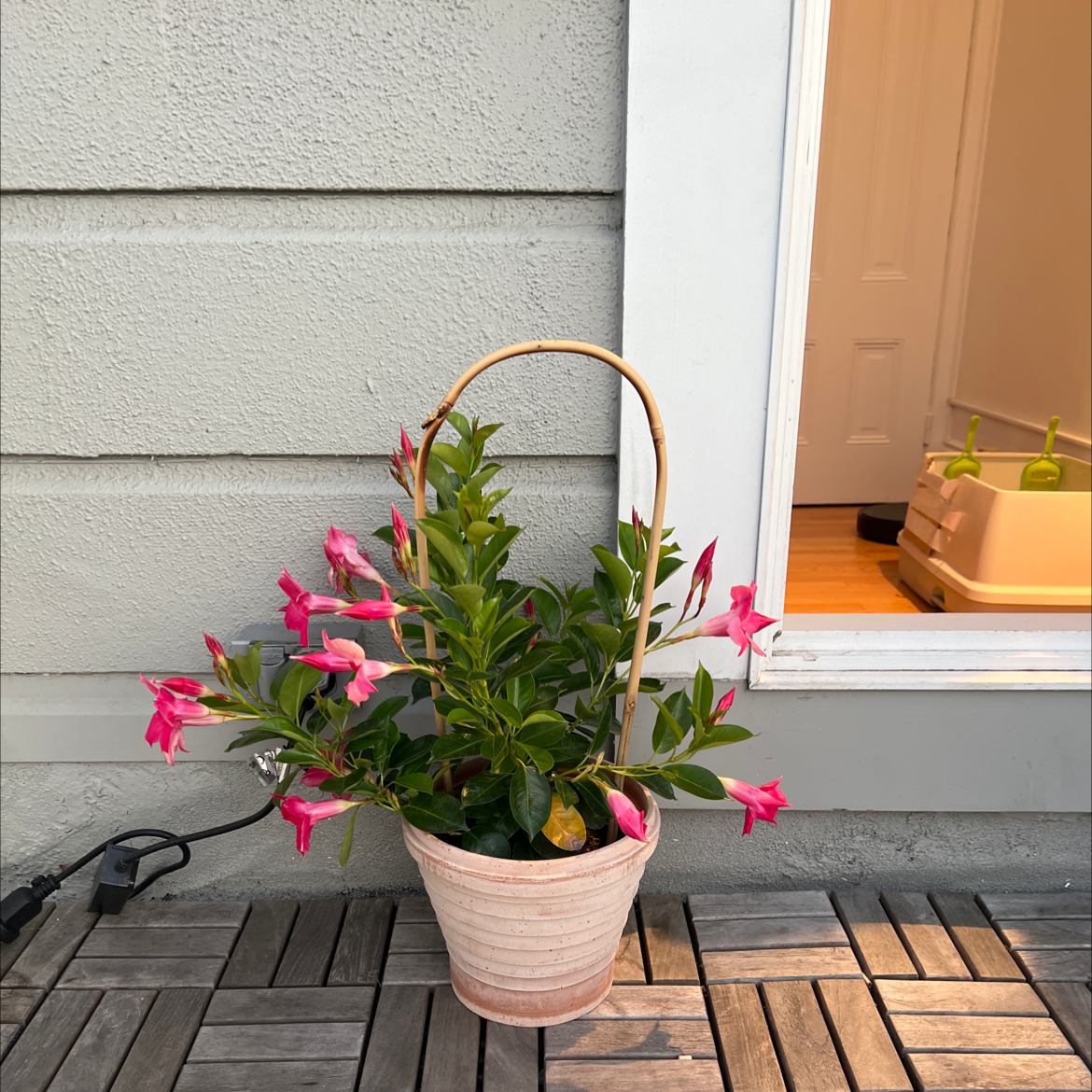 ️ How Do I Propagate My Brazilian Jasmine?