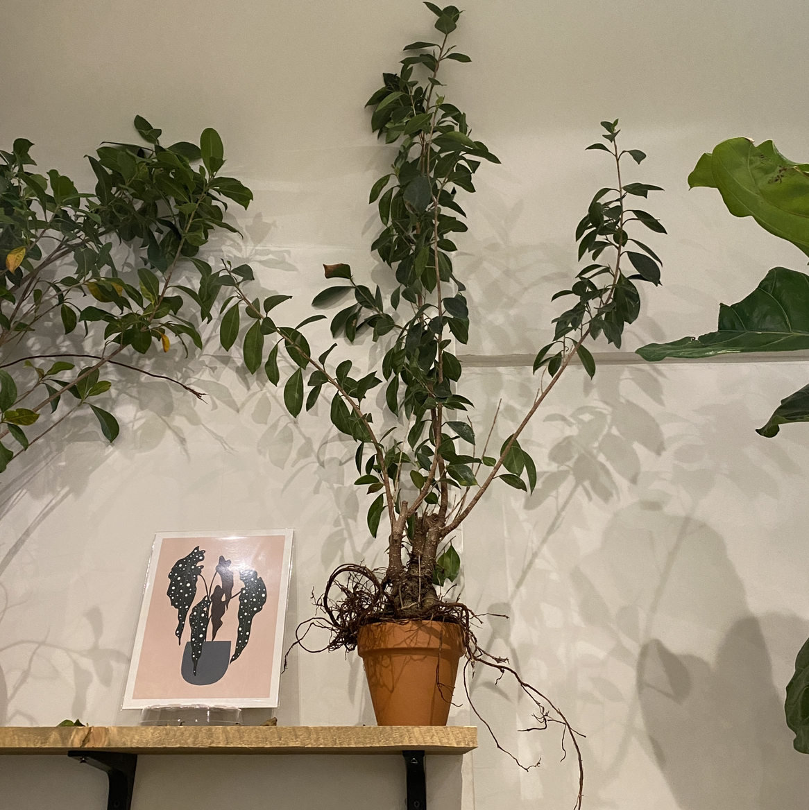 Healthy weeping fig houseplant with glossy green leaves, potted and placed in front of framed leaf artwork on a wall.