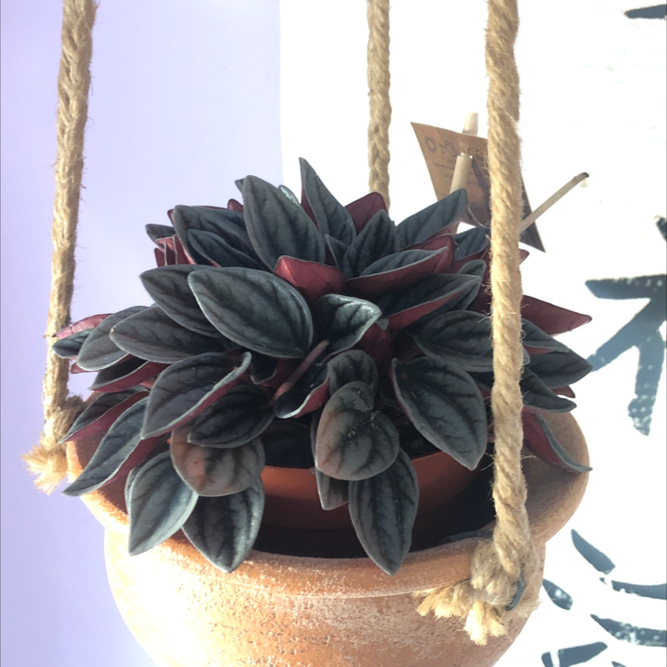 Peperomia Caperata plant photo by @kaiorace named Daddy likes him on Greg, the plant care app.