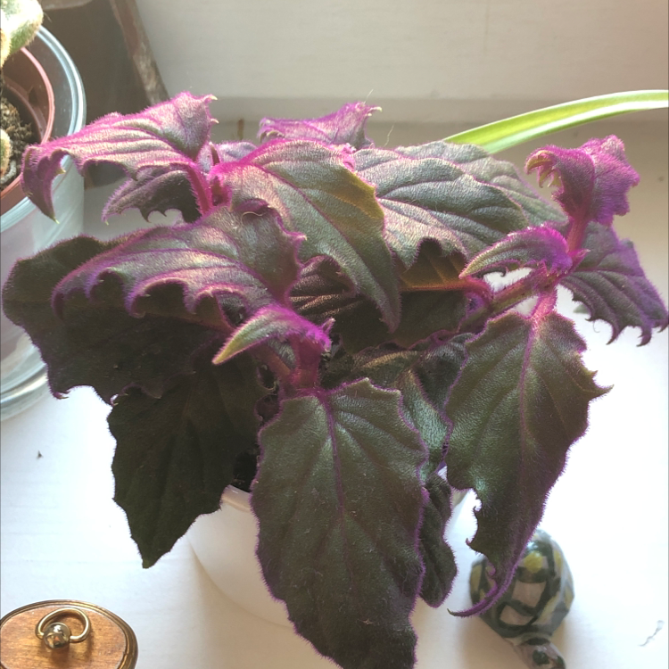 Purple Velvet Plant plant photo by @kaiorace named Purple queen on Greg, the plant care app.