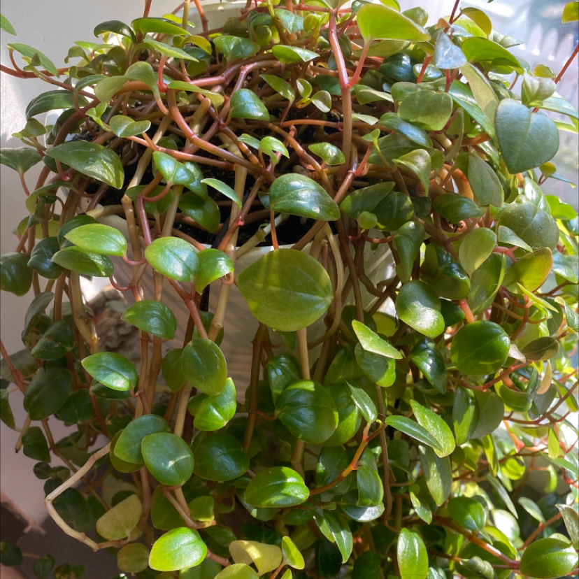 Healthy, trailing Vining Peperomia with lush green heart-shaped leaves, no discoloration or damage visible.