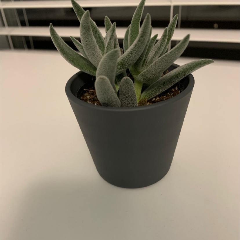 Photo of the plant species Crassula 'Surprise Party' by Ximena named Blair on Greg, the plant care app