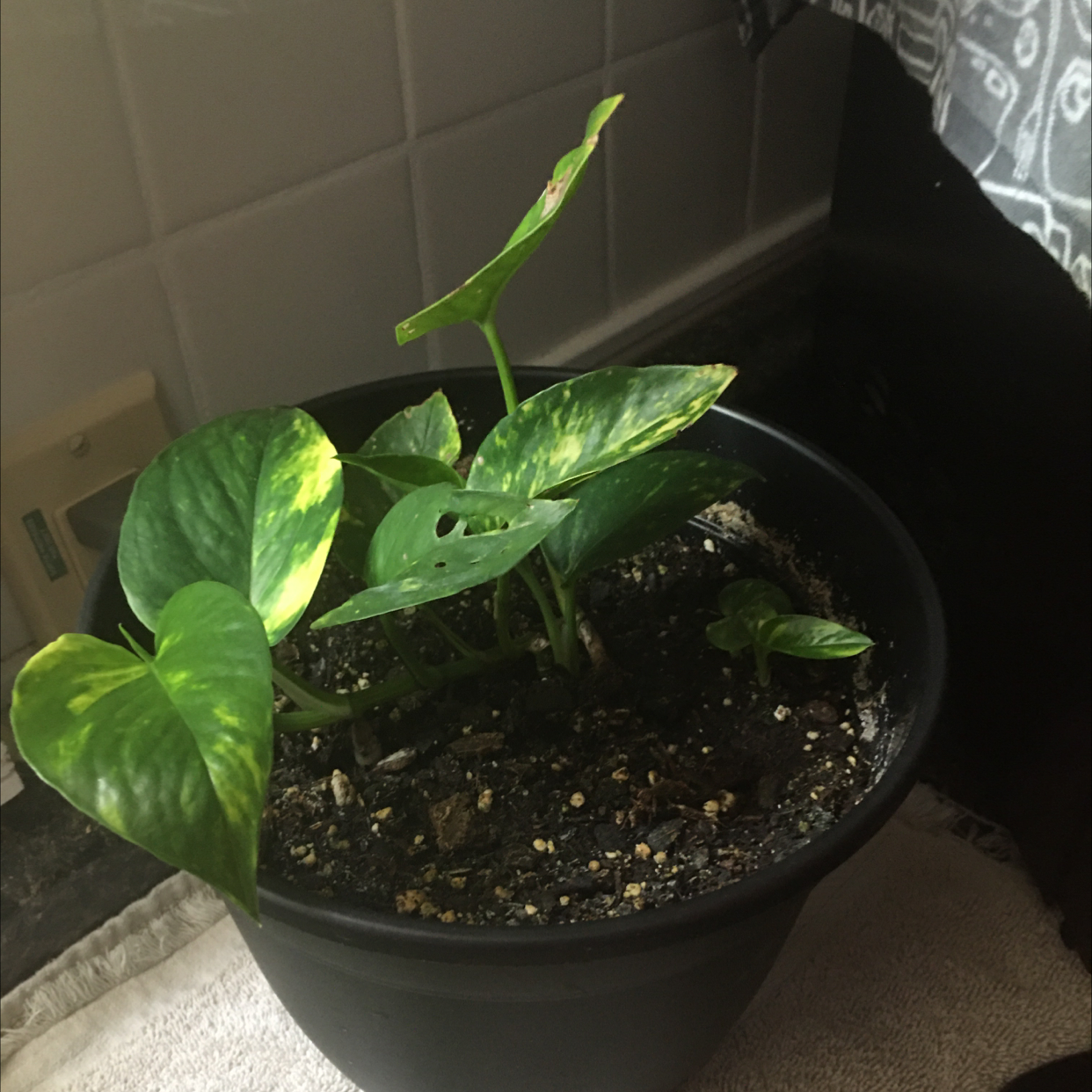 Plant care for Mixed Genus on Greg, the plant care app