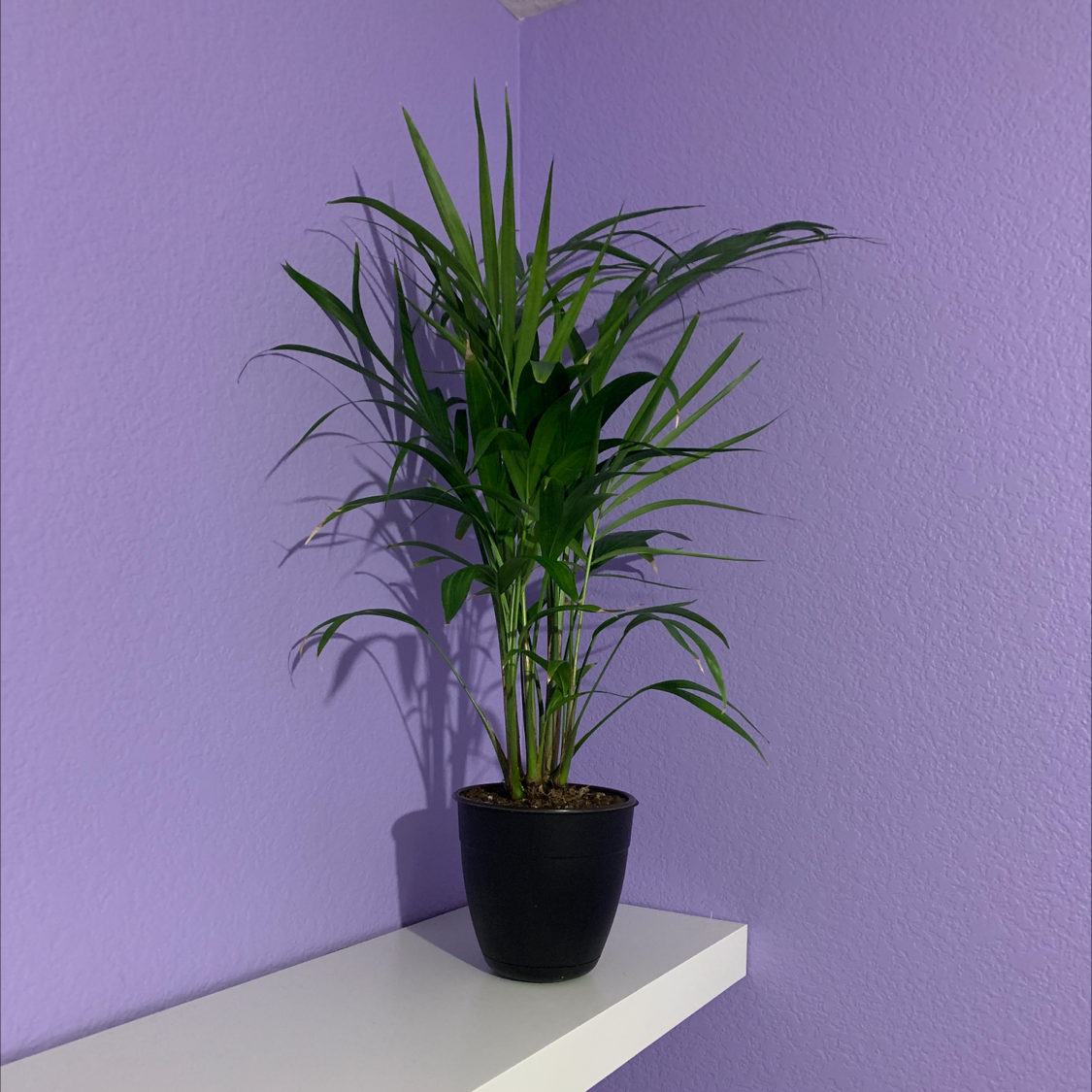 Parlour Palm plant photo by @KaylaMag named Leefs on Greg, the plant care app.