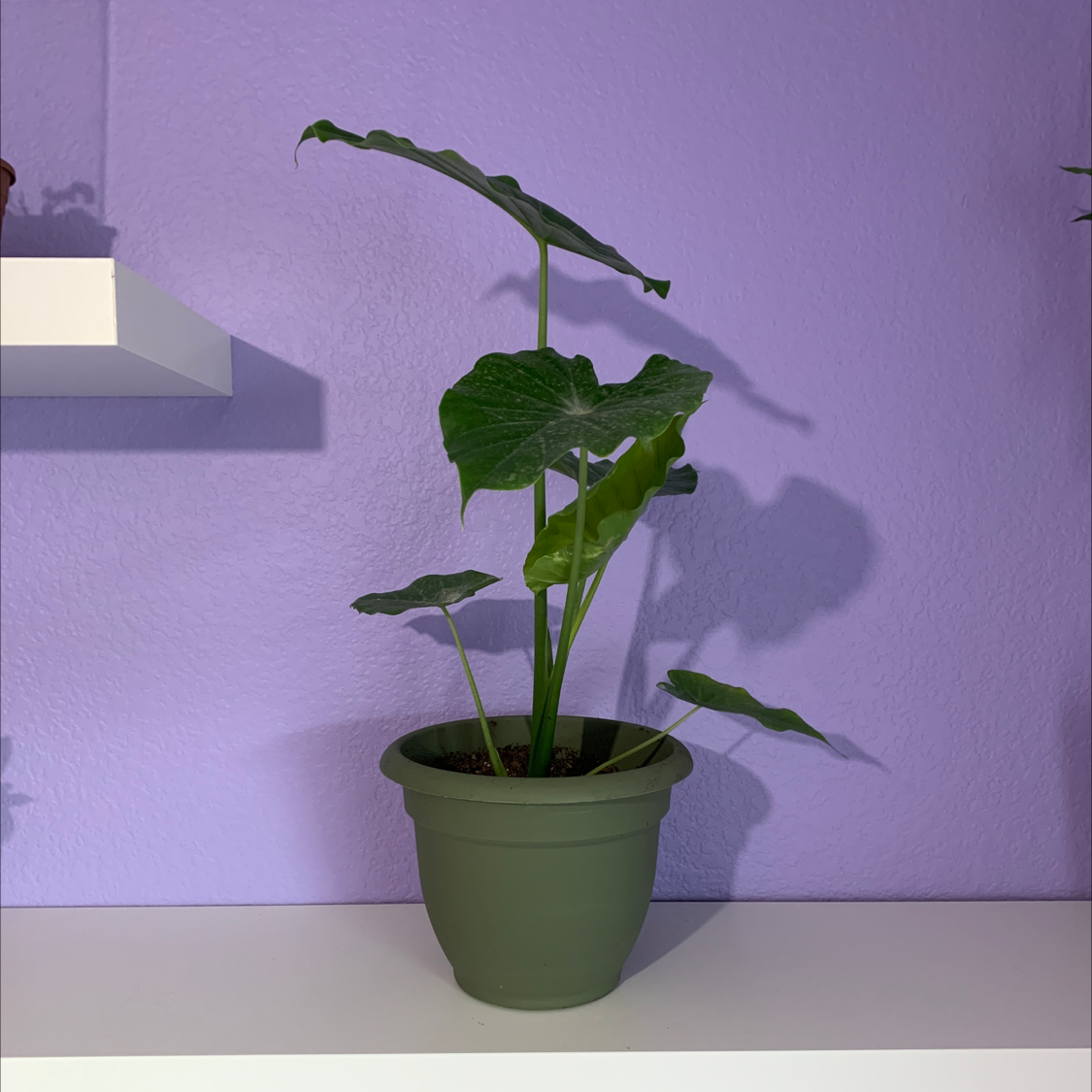 Photo of the plant species Arrowleaf Elephant Ear by @KaylaMag named Palmer on Greg, the plant care app