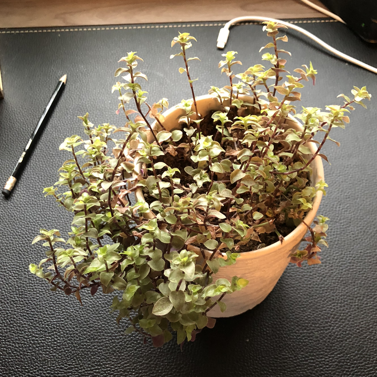 Small potted Creeping Inch Plant with dense succulent leaves showing slight yellowing, in terracotta pot on dark surface.