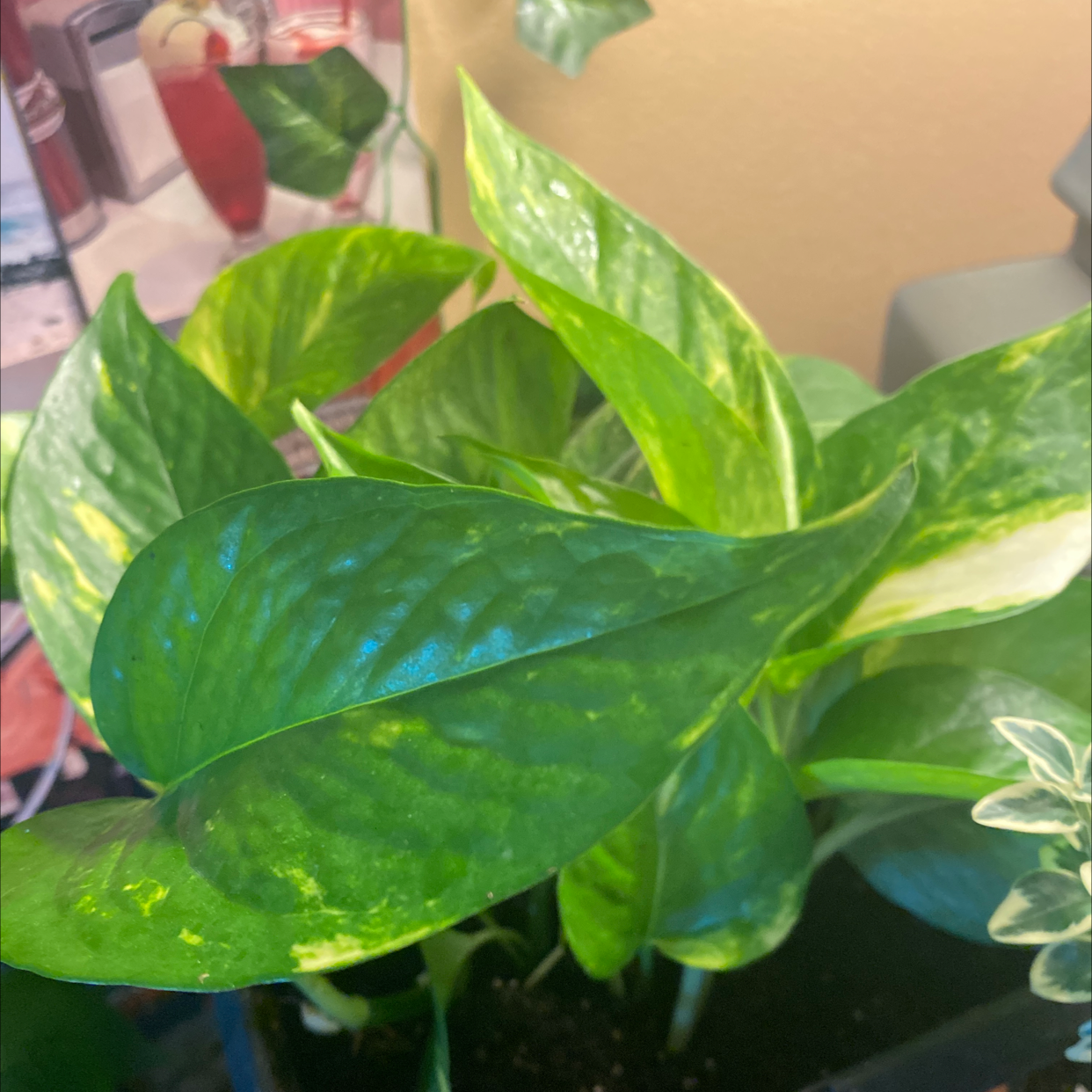 Taro Vine plant photo by @Superpotatoplant named Harper on Greg, the plant care app.