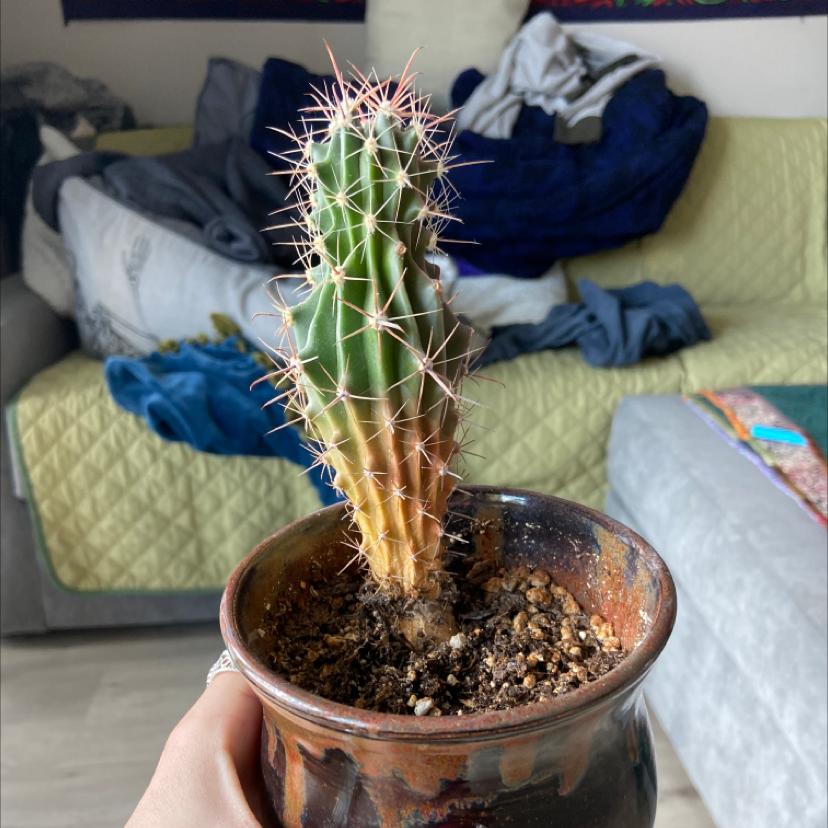 Blue Columnar Cactus in a pot with some yellowing at the base, held by a hand indoors.
