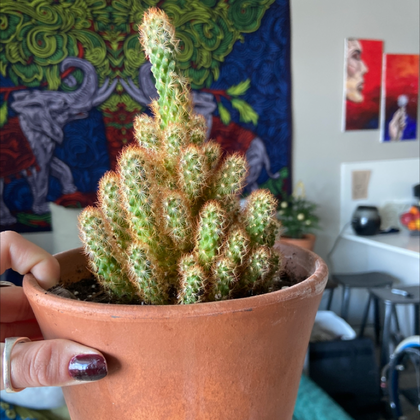 Lady Finger Cactus in a terracotta pot, held by a hand with a colorful background.