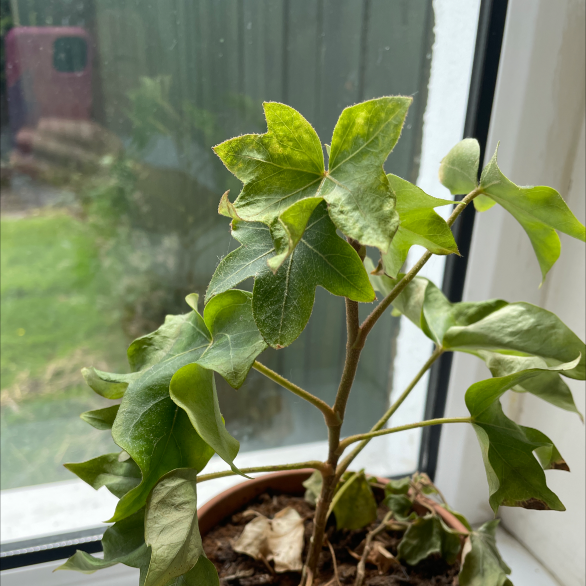 English Ivy plant photo by @Smcgeough199 named Denali on Greg, the plant care app.