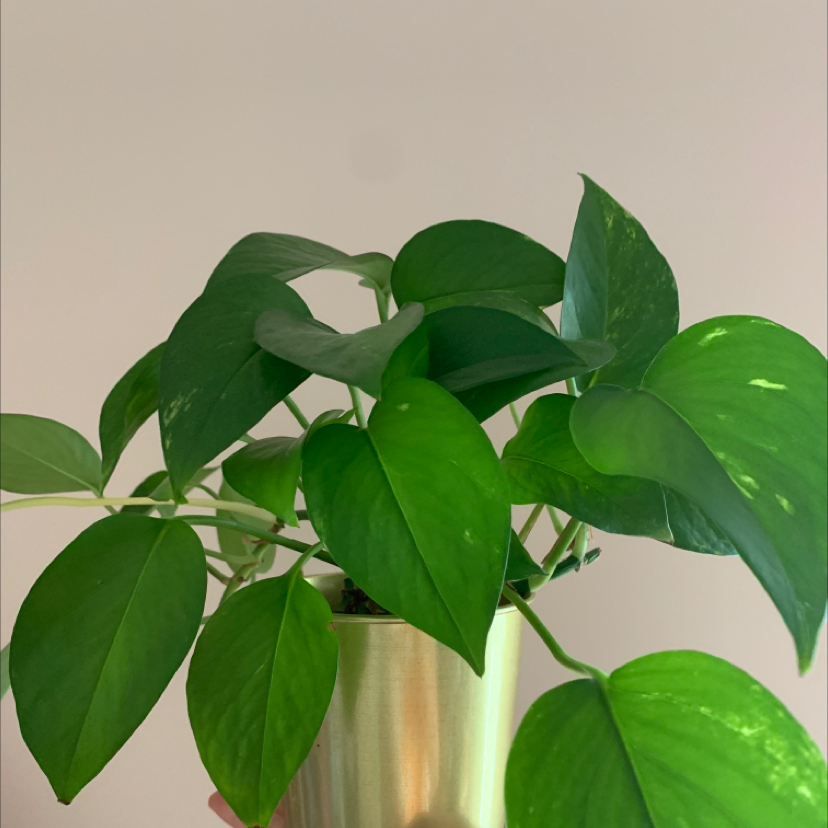 Taro Vine plant photo by Planty named Planty on Greg, the plant care app.