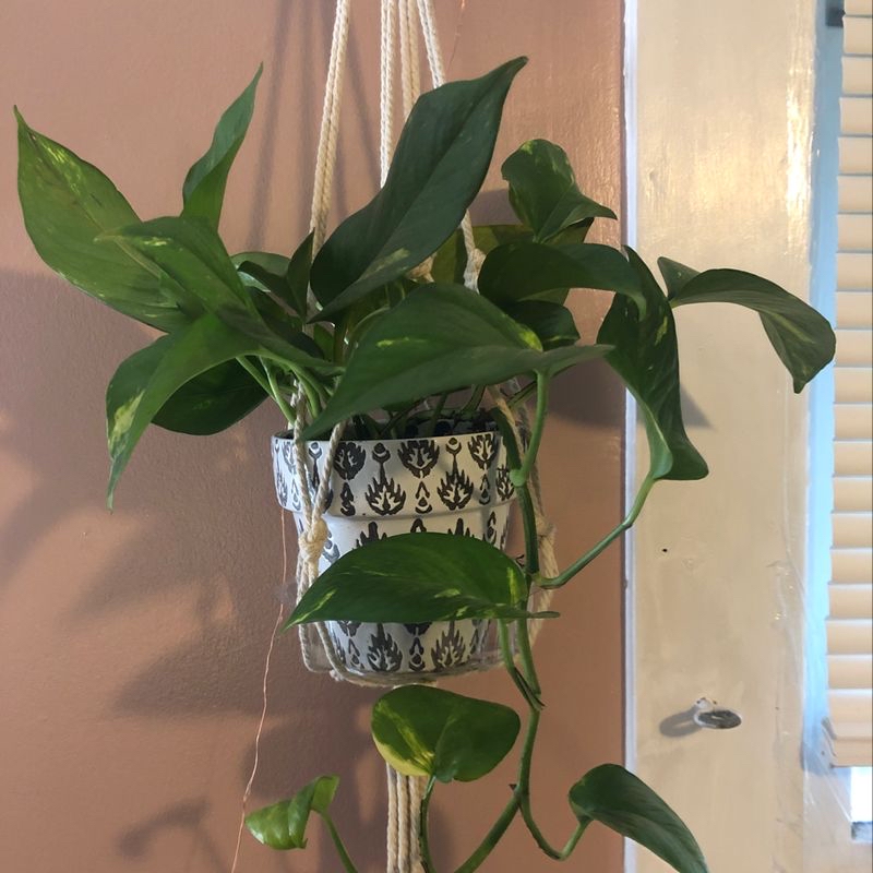 Photo of the plant species Lychee by Abigail named Athena on Greg, the plant care app