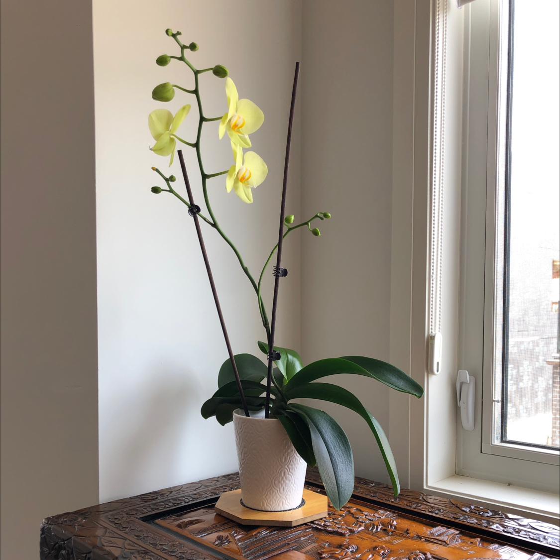 Photo of the plant species Phantom Orchid by @szhang named Ryan on Greg, the plant care app