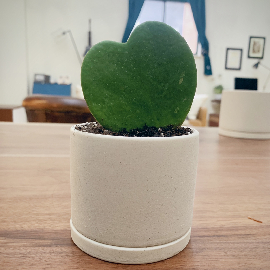 Photo of the plant species Sweetheart Hoya by @Mkrench named Hoya heart on Greg, the plant care app