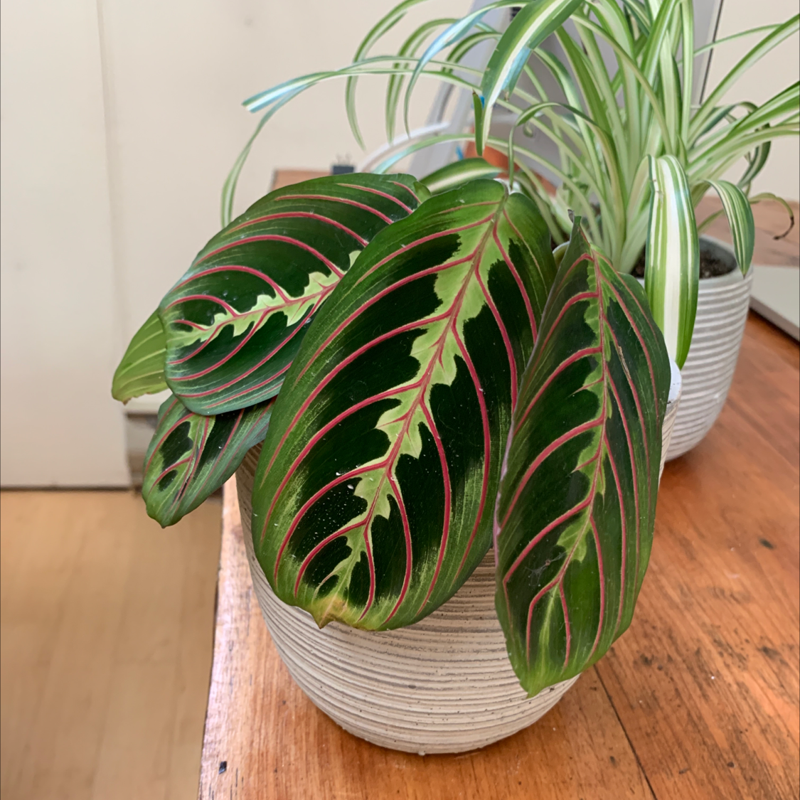 Photo of the plant species Green Prayer Plant by @Mkrench named Baby prayer plant on Greg, the plant care app
