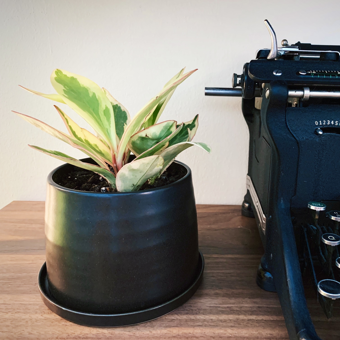Potted Rainbow Peperomia plant with variegated leaves next to a typewriter on a wooden surface.