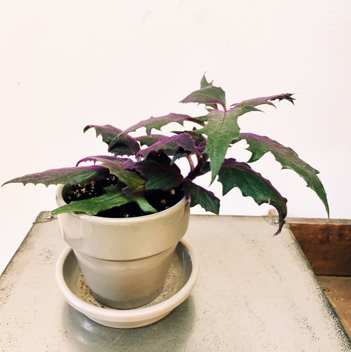 Photo of the plant species Purple Velvet Plant by @Mkrench named Violet on Greg, the plant care app