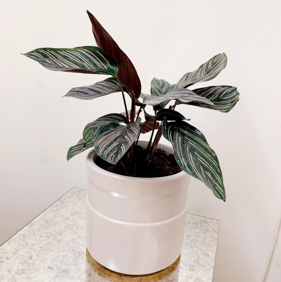 Photo of the plant species Pinstripe Calathea by @Mkrench named Callie on Greg, the plant care app