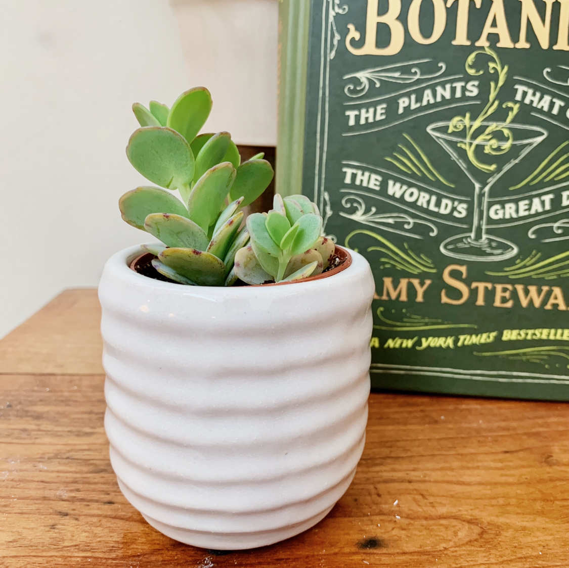 Potted Flapjacks (Kalanchoe thyrsiflora) in a white ribbed ceramic pot on a wooden surface.