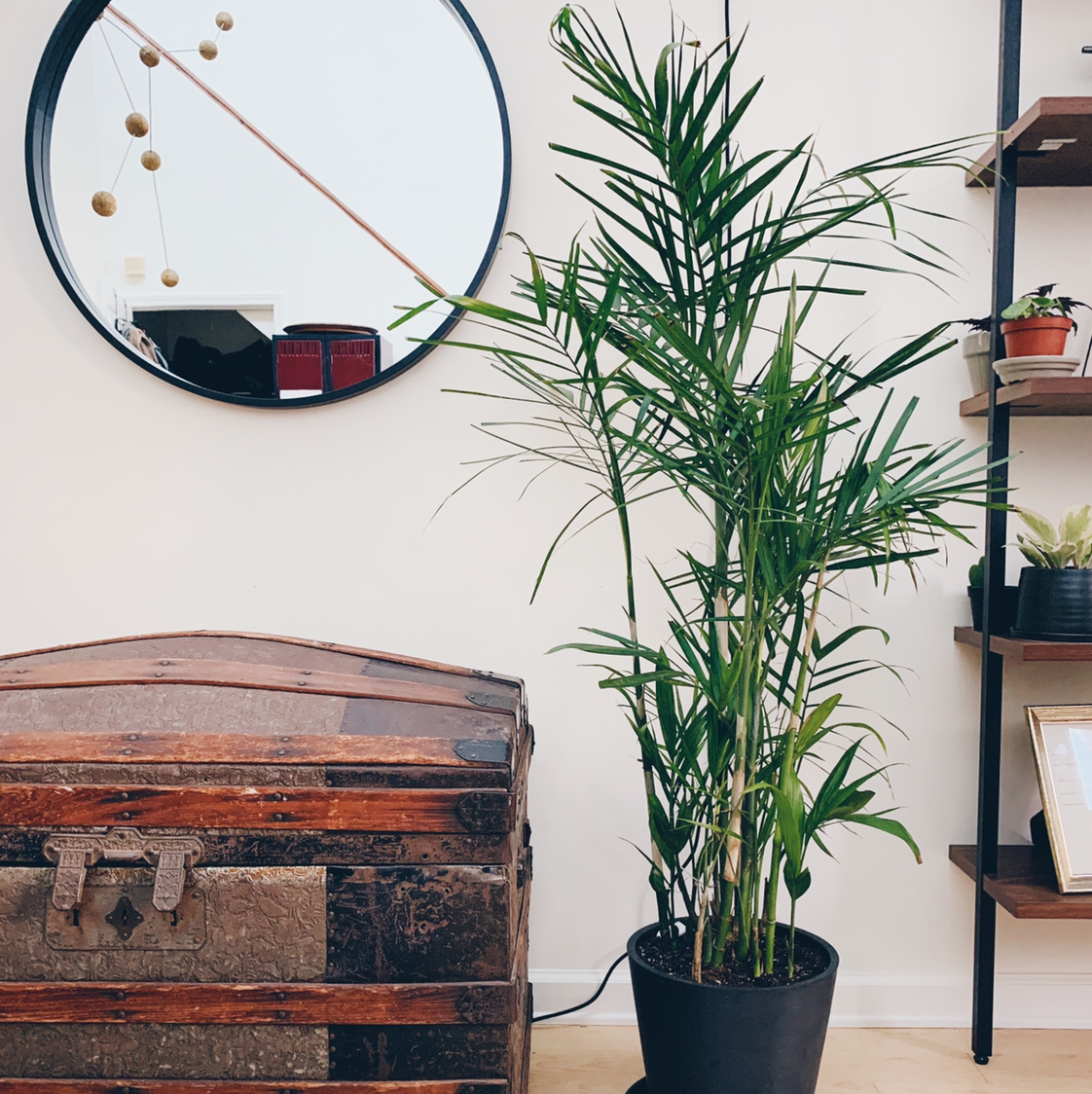 Photo of the plant species Bamboo Palm by @Mkrench named Connie on Greg, the plant care app