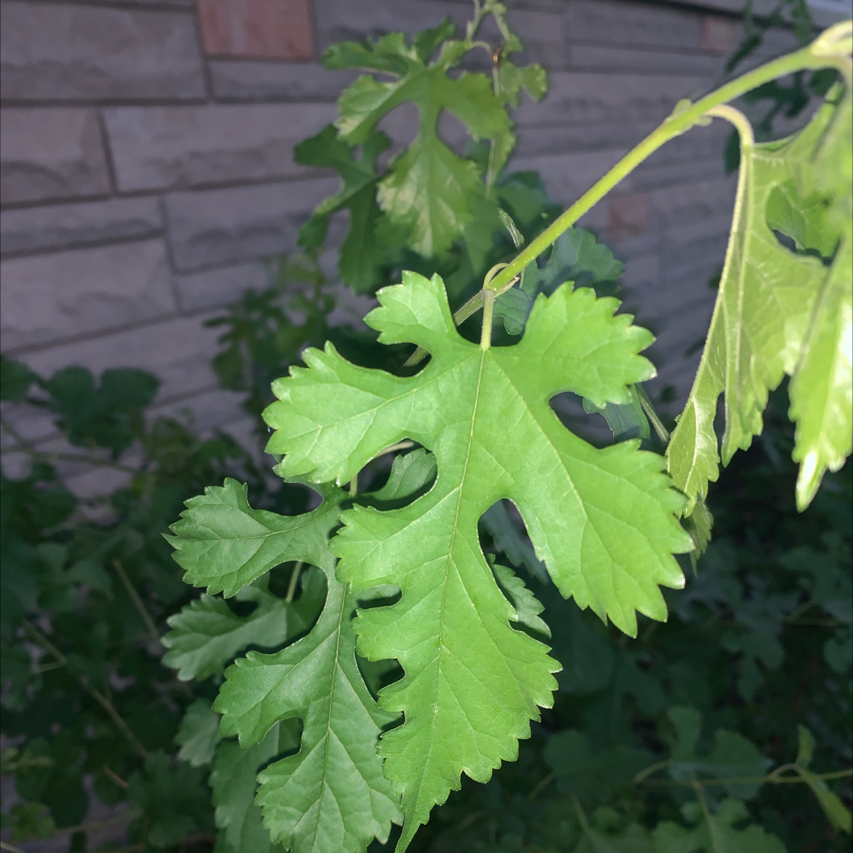 Close-up of a healthy White Mulberry plant with green leaves against a brick wall.