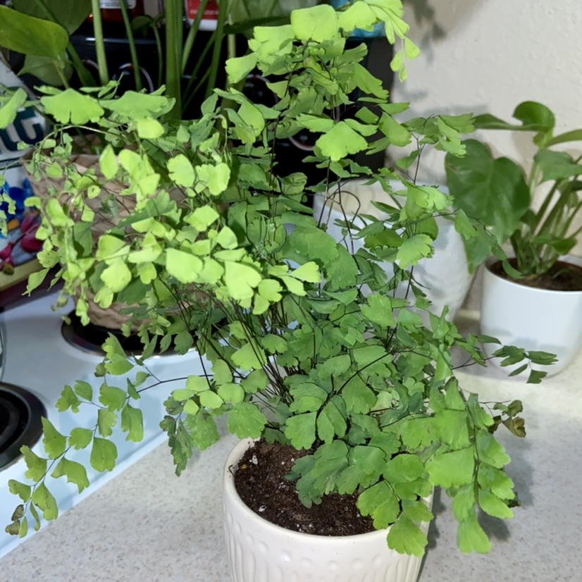 Maidenhair Fern in a white pot with visible soil, healthy green leaves, and no signs of disease.