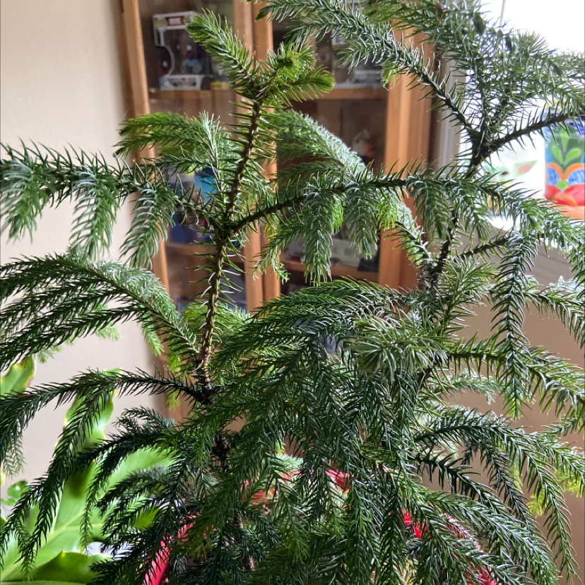 Photo of the plant species Norfolk Island Pine by @Tatersntits named Henry on Greg, the plant care app
