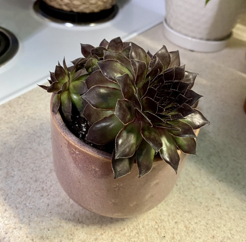 Photo of the plant species Sempervivum 'Black' by @Tatersntits named Hexxus on Greg, the plant care app
