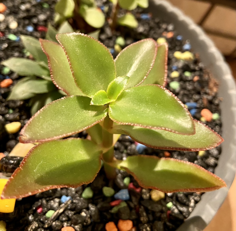 Photo of the plant species Green Pinwheel by @Tatersntits named Lebron on Greg, the plant care app