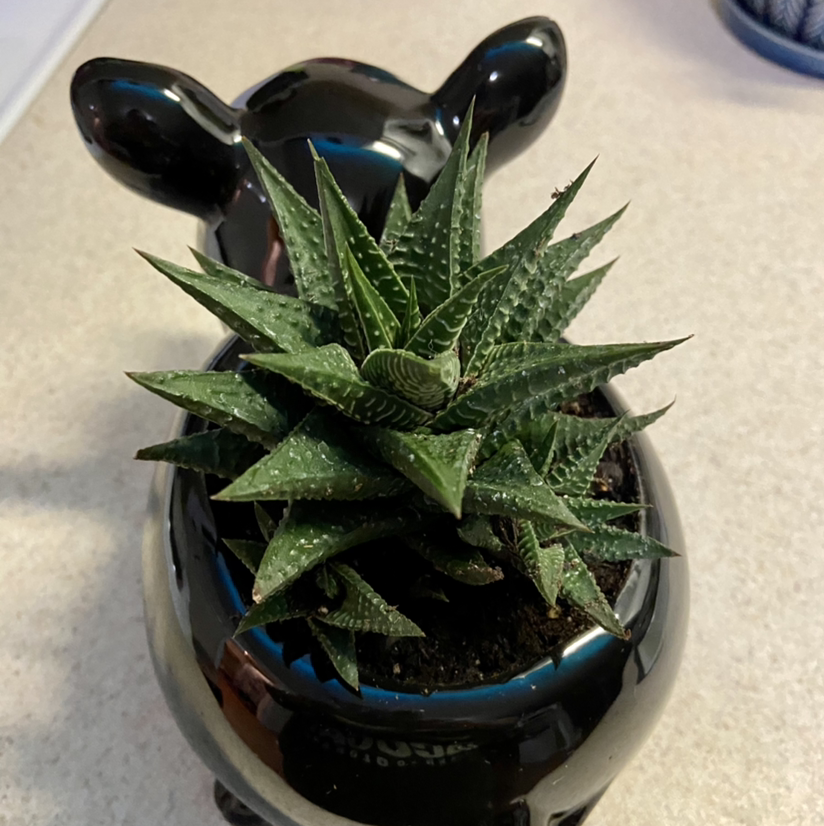 Healthy Fairy Washboard succulent with dark green ridged leaves in a ceramic pot, well framed and focused.