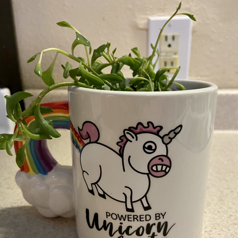String of Dolphins plant in a unicorn-themed mug, healthy with no visible discoloration.