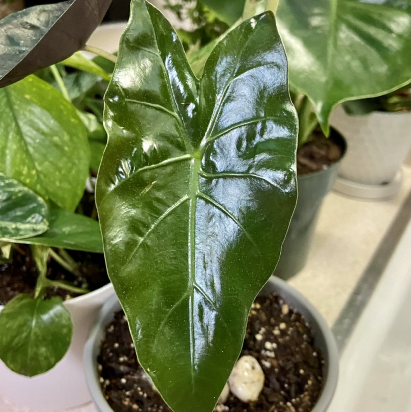 Healthy, glossy green leaf of a New Guinea Shield plant with visible soil.