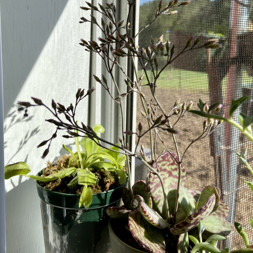 Photo of the plant species Kalanchoe humilis by @Tatersntits named Seamus on Greg, the plant care app