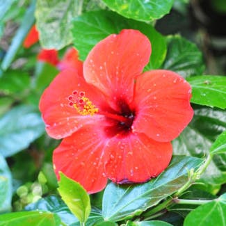 Chinese Hibiscus plant in Hooks, Texas