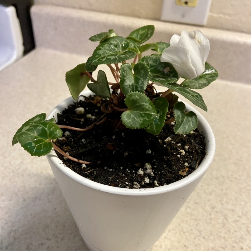 Healthy potted Persian Cyclamen plant with vibrant green marbled foliage and a few white flowers blooming in a white ceramic pot.
