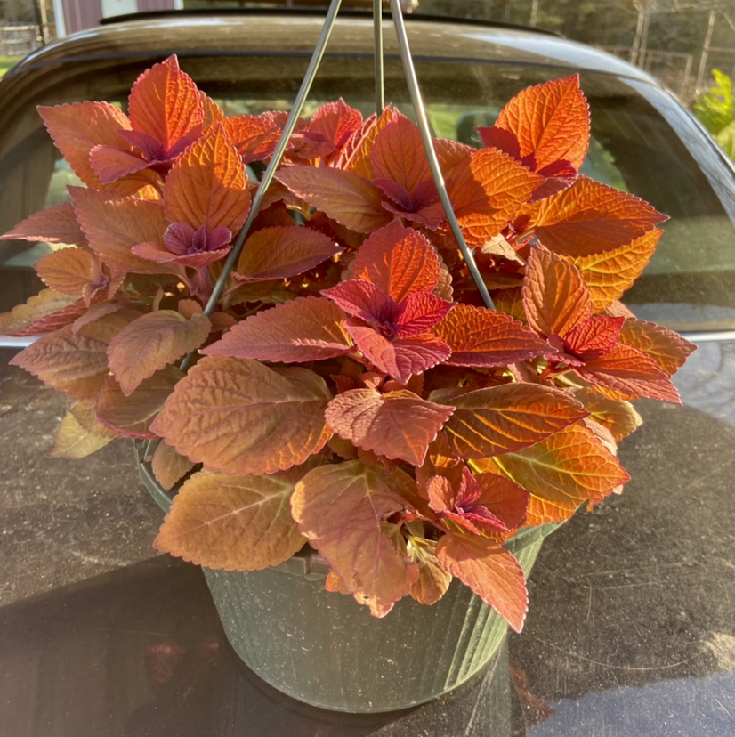 A vibrant and healthy coleus plant with red, orange and yellow leaves growing in a hanging basket outdoors.