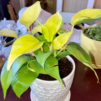 Philodendron Brasil plant in Hooks, Texas
