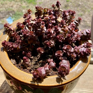 Two-Row Stonecrop plant in Hooks, Texas